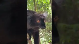 These Black Lemurs are endangered, in Madagascar they have a reserve where they are protected! 🌍🙌🏻