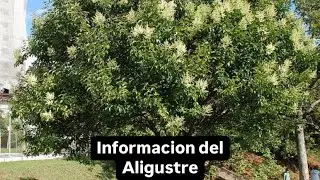 Informacion del Aligustre