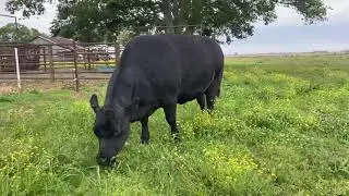 Black Angus SAV Madame Pride Donor Cow