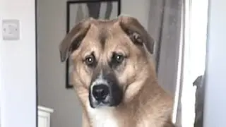 Rescue Dog Chooses Dad as His Favorite Human