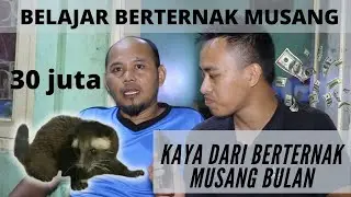Beternak Musang Bulan Auto Kaya