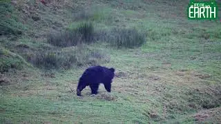 The Sloth Bear of Nilgiris | A Peaceful Morning Encounter in the Western Ghats