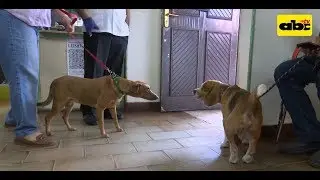 Cannabis medicinal para mascotas