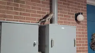 Falcon rescues hawk! Hayabusa ride to save a Cooper's Hawk!