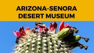 ARIZONA - SENORA DESERT MUSEUM - TUCSON: Botanical Gardens, Zoo, Bird Sanctuary, Museum