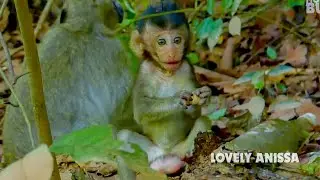 Pitiful little baby monkey Patricia very hungry try to forage because mum Patty not well nurse