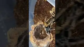 WE MATED TARANTULAS FOR THE FIRST TIME! #tarantulasoftheworld #tarantulawedding #newworldtarantula