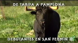 Toros de la Palmosilla de Tarifa, debut en los Sanfermines de Pamplona | Toros desde Andaluc&iacute;a
