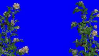 flowers dog roses with wind  on blue 3D animation avi for edius 293 green screen video || GSM786