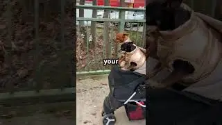 Pet Gear Pet Stroller