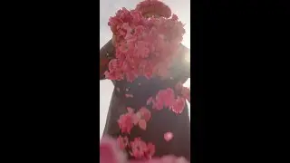 Inhale the scents of Taif, the City of Roses