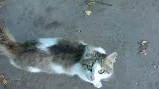 Кошачья гостиница! Cat hotel!