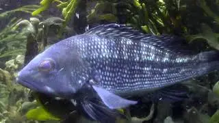 Eating Invasive Species