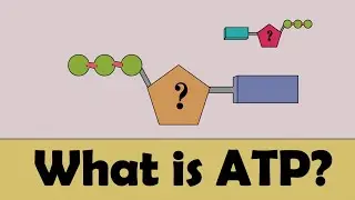 What is ATP? in 1 minute #education #atp #educational