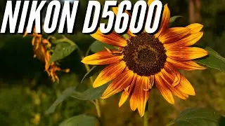 Nikon D5600 📸 Sample Photography - Image Quality