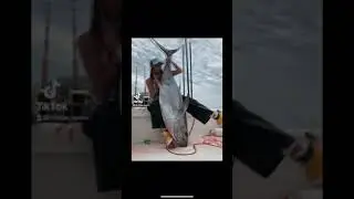 Yellow fin Tuna! **Venice Louisiana**