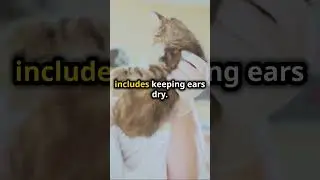 Top 5 Cat Health Issues #pets #cats #youtubeshorts