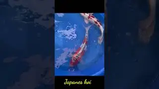 Japanes koi anakan import #fish #fishkoi #fishkoki #fishindonesia
