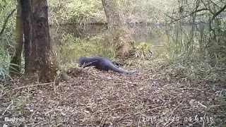 Otter Nieuwkoop half April - eind Mei