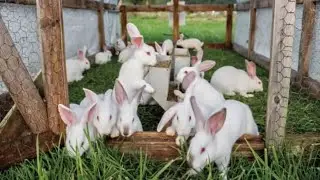 Rabbit Farming at Home | Village Life | Rabbit Farming | Colony System |