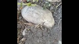 Шато Мутон Ротшильд. виноградники. 2022