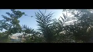 Roof garden care || ছাদ বাগানের যত্ন || পাট শাক  || Jute vegetable || Manha's Roof