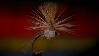 Quill Gordon Emerger