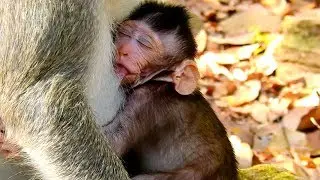 Baby Janet Hungry Milk Sucking Long Time For Power, why Mommy Jane Just Give Him Late