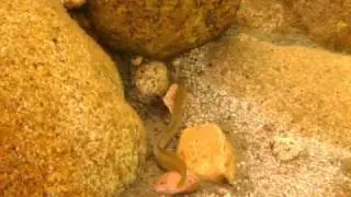 Aaltje in bergmeer op Corsica