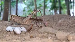 Amazing 😍 A Grasshopper laying eggs😱