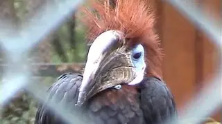 2004 - France - La Londe-les-Maures  - Le Jardin d'Oiseaux Tropicaux