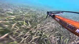 Spear Fishing Tumby Reef South Australia