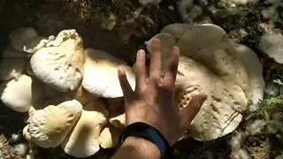 SETAS XXL en Cuarentena Covid-19 EVOLUCI&Oacute;N (Crecimiento en 5 D&iacute;as)