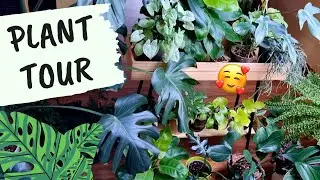 Plant Tour - Moja kolekcja roślin