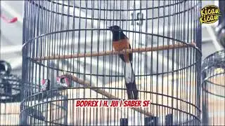 MURAI BATU BODREX BIKIN PUSING LAWANNYA, USAI RAIH 3 JUARA!