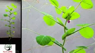 Pea seeds germination |fast growing pea plant |pea plants growing time lapse |pea growing in pots