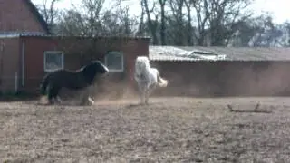 AL Holistic Horse & Hoof Care | Rehab of Czepyno 1