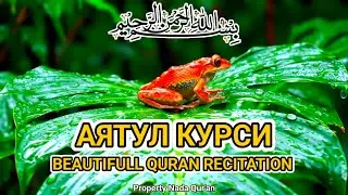 Аят аль-Курси &mdash; мелодичное чтение, наполняющее душу светом и покоем