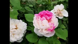 Winchester Cathedral - White Mary Rose - AUScat / Austin 1988 - roses - rosiers - rosas - роз