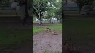 Tuca The Boxsky | Tuca Cuts Up At The Dog Park