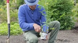 Trucs de jardinage pour faire pousser des tomates savoureuses