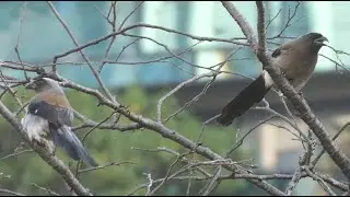 台北の公園で遊ぶ台湾オナガ達 / Taiwan Blue Magpies playing in a park in Taipei