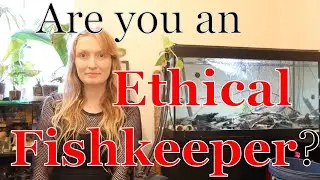 What is Ethical Fishkeeping? Are you one? #fishkeeping #aquarium