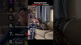 Ranking Funniest Cat Vs Owner Moment
