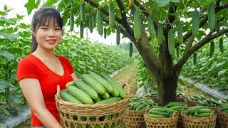 Harvesting 1000KG of Fresh Cucumbers on The Field Go To Market Sell, Spicy Cucumber Salad