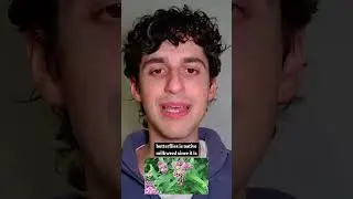 Посадите молочай для бабочек-монархов.