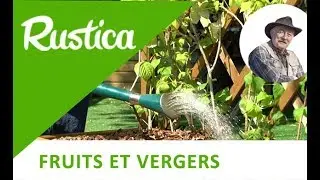 Planter des framboisiers en bac