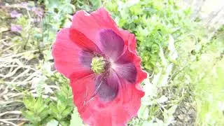 Red Poppy -  Draums&oacute;ley - Valm&uacute;i - Rautt bl&oacute;m - Sumarbl&oacute;m