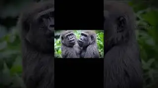 monke life good