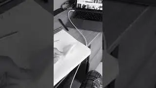 frog commits suicide